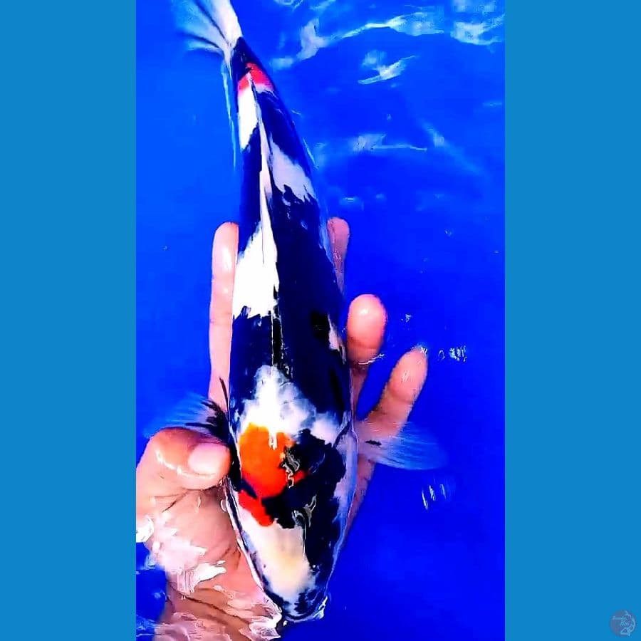 Showa garang super strong male 34 cm