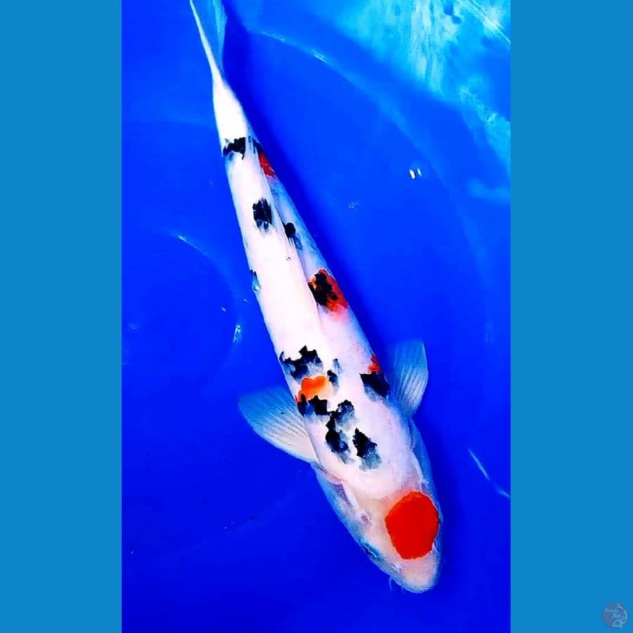 Maruten sanke male 38 cm