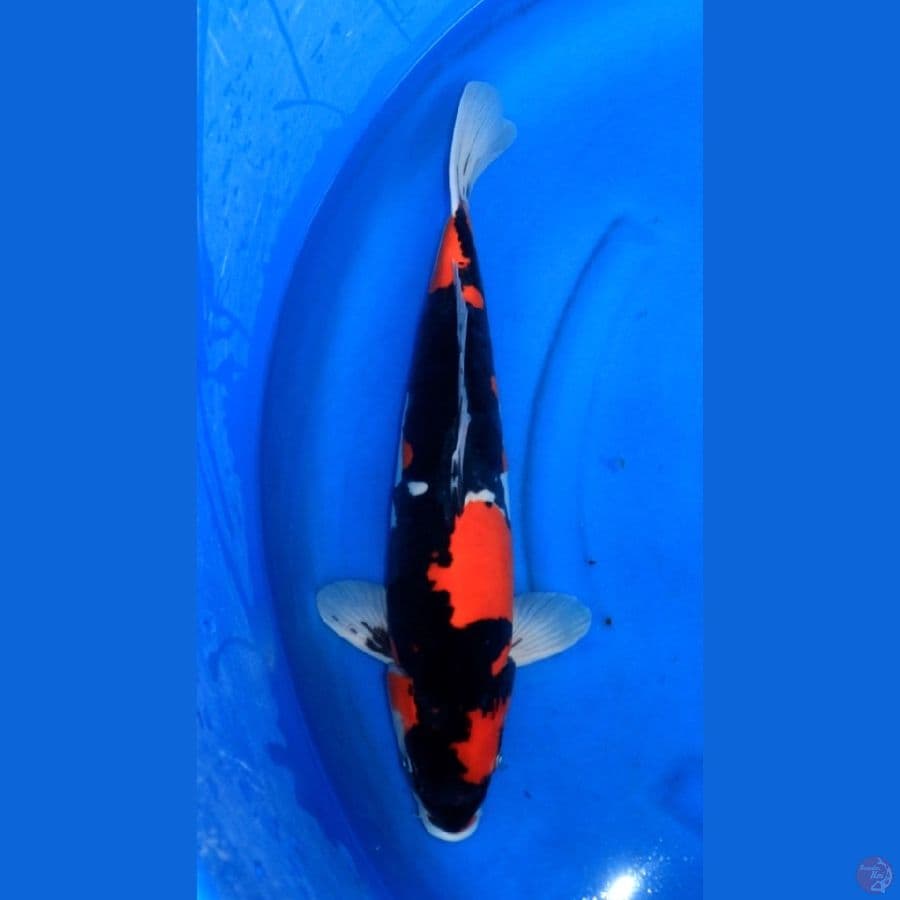 JUMBO HQ SHOWA DOITSU 55CM MALE