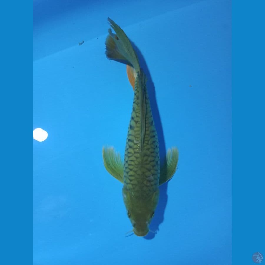 aragoke sleyer 36cm