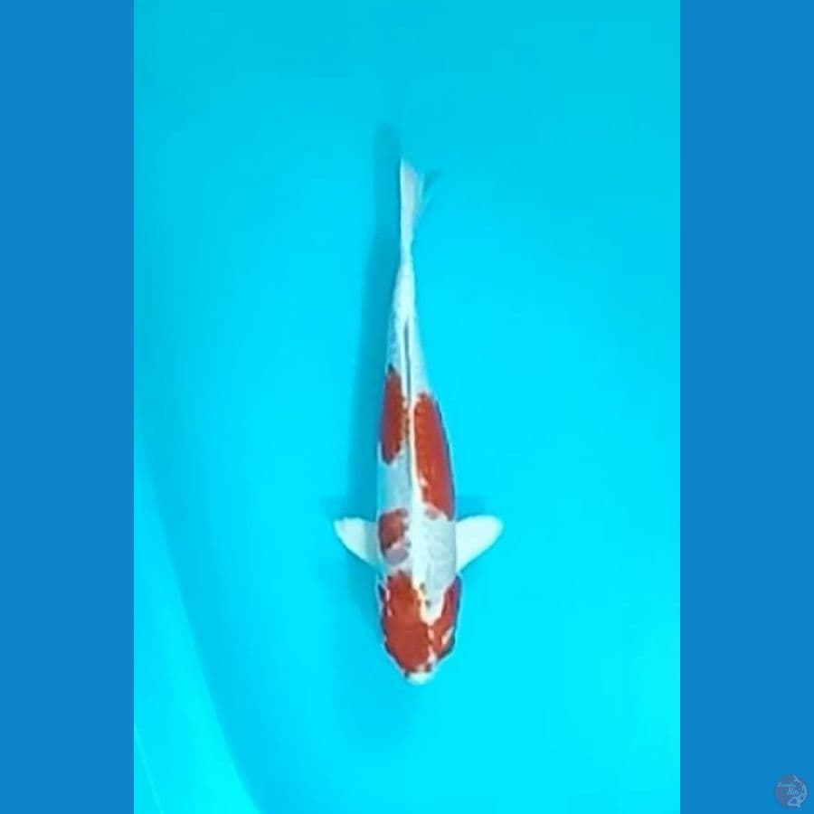 Kikushui 34cm (F)