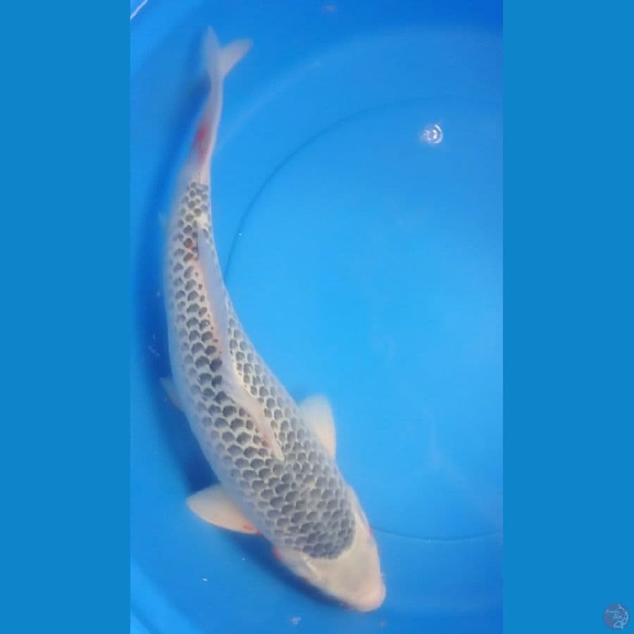 asagi sq male 43cm