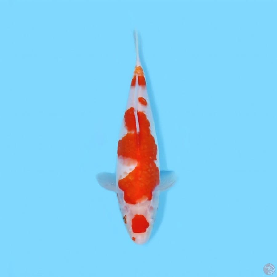 MARUTEN KOHAKU 27 CM - FEEMALE