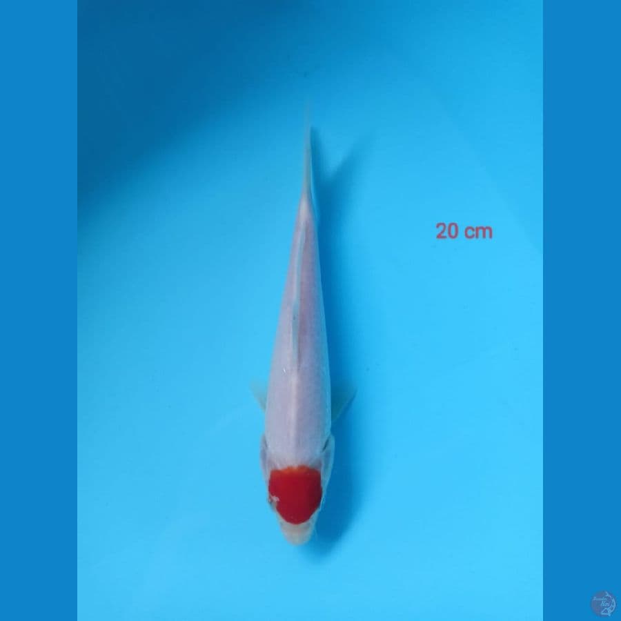 Tc kohaku