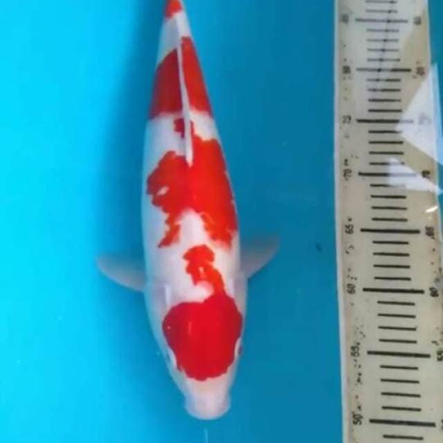 Original F1 40 cm