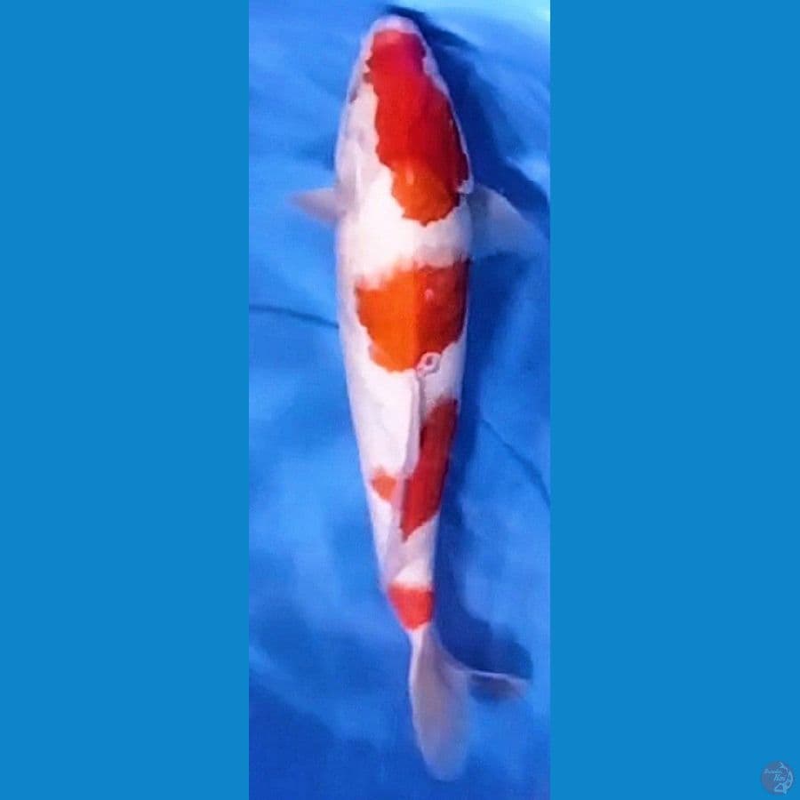 Kohaku step