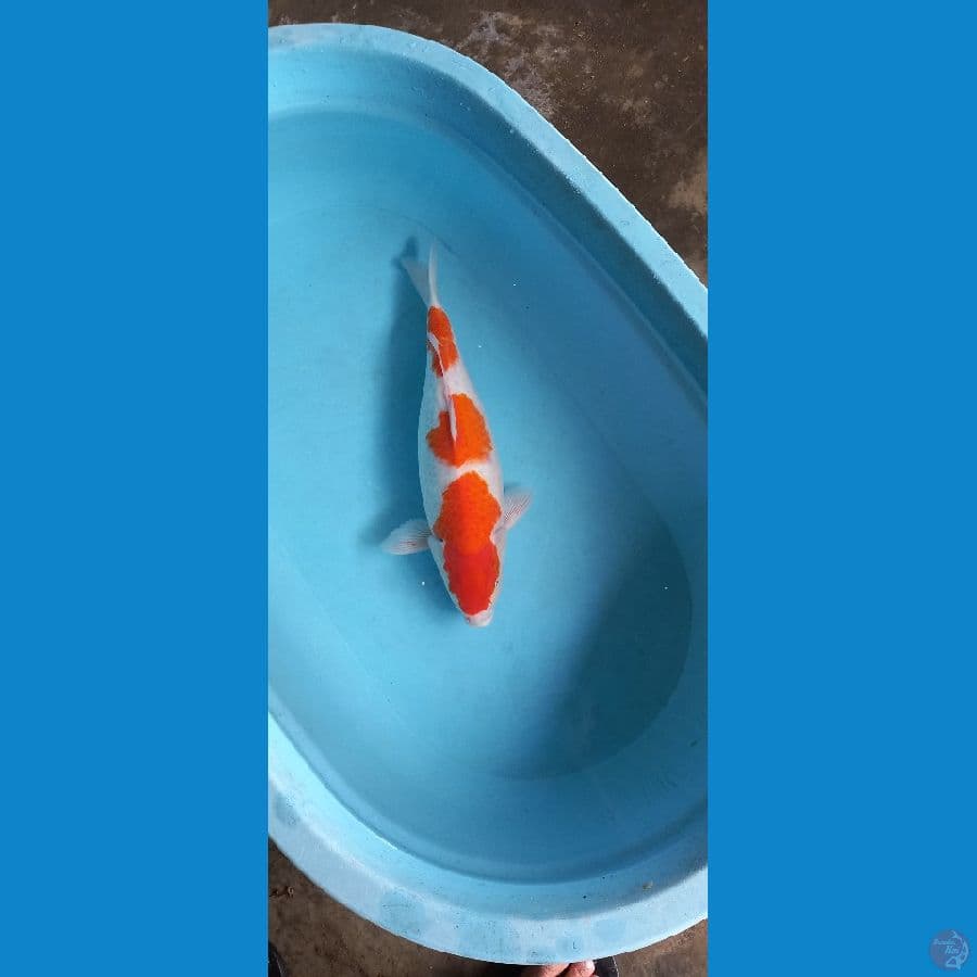 Hulk4~kohaku 45cm