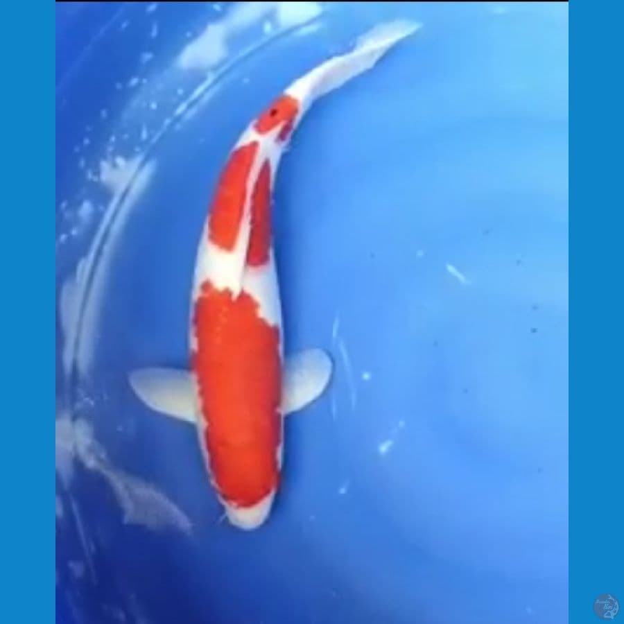 kohaku 41 cm
