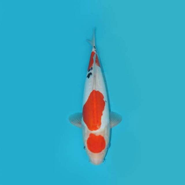 37 CM - MARUTEN DOITSU