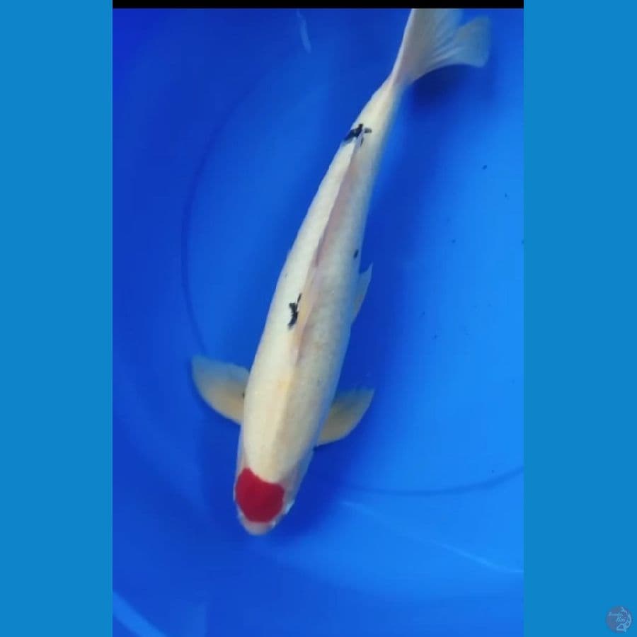 tanco sanke 47cm