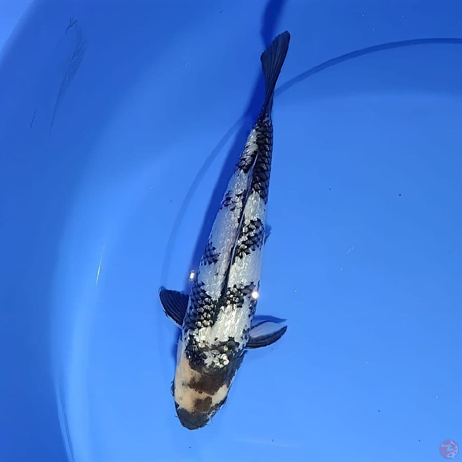 gindrin siro 27cm