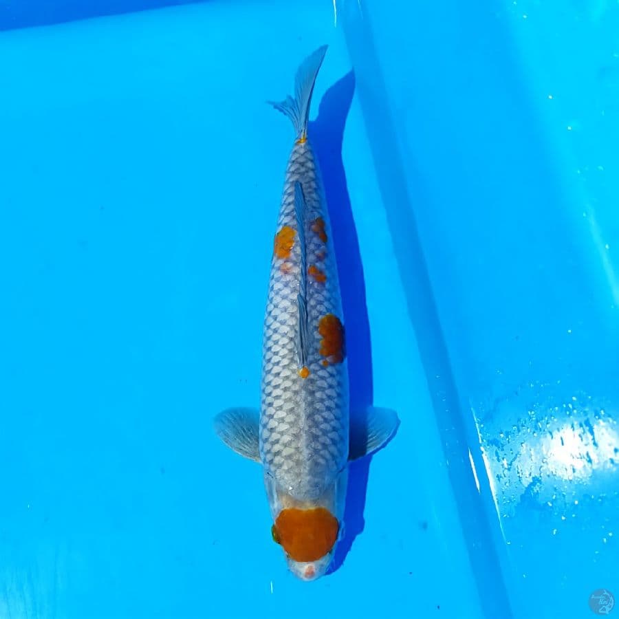 ochiba 37cm ml