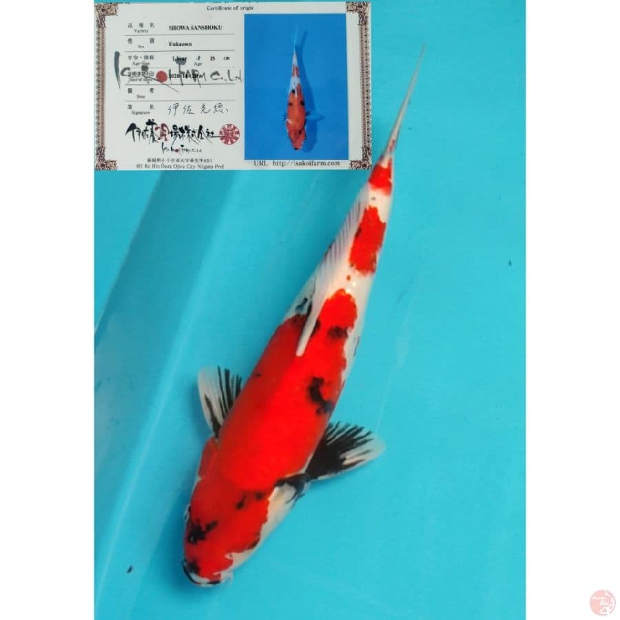 SHOWA ISA IMPORT MALE MERAH STRONG 50BU
