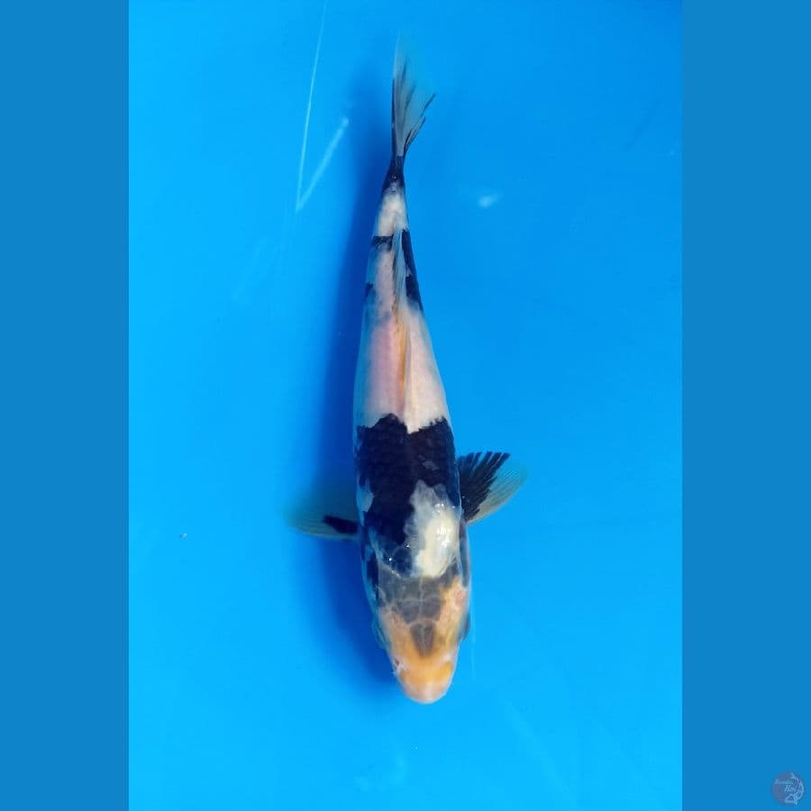 shiro 18cm
