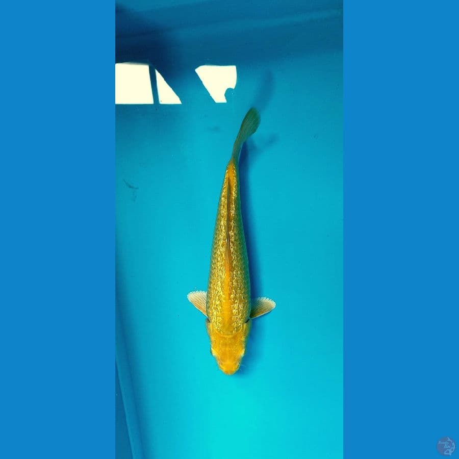 KARASI GOLD PRODUK BIMA R