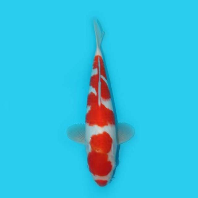 KOHAKU KUCHIBENI 30 CM