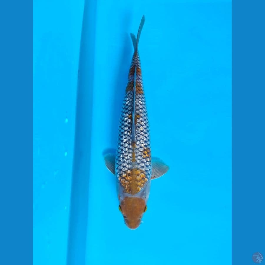 maruten ochiba full ginrin male 33cm