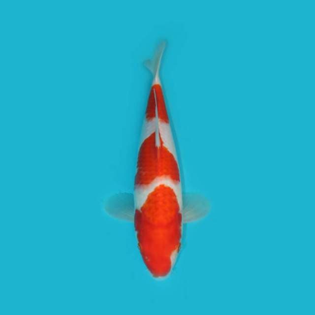 KOHAKU 33 CM