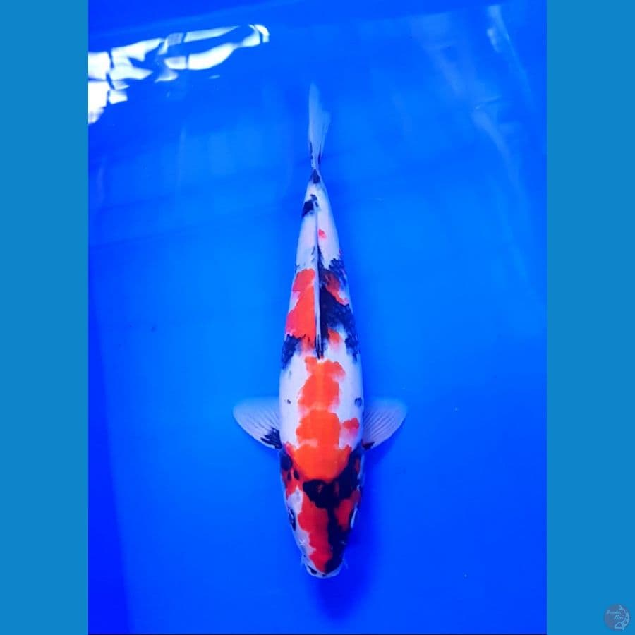 SHOWA JANTAN 31 CM