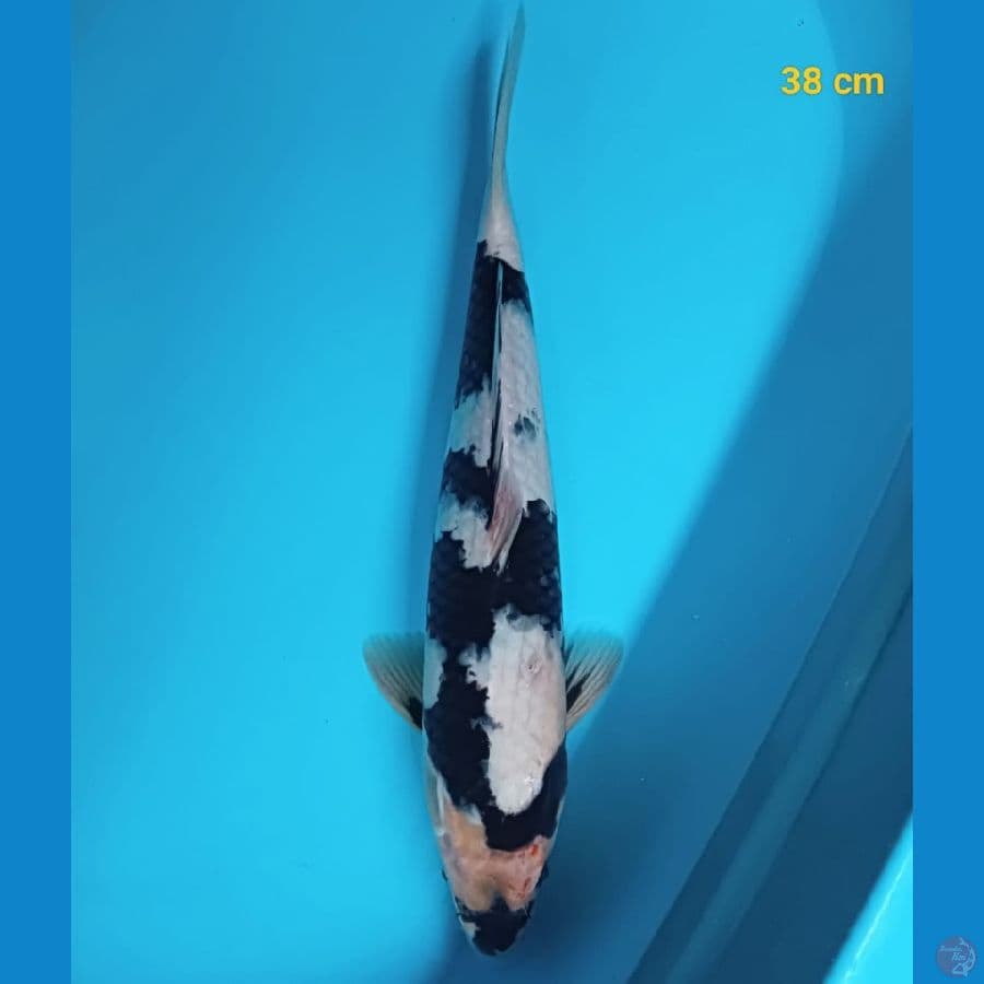 HQ SHIRO 38CM