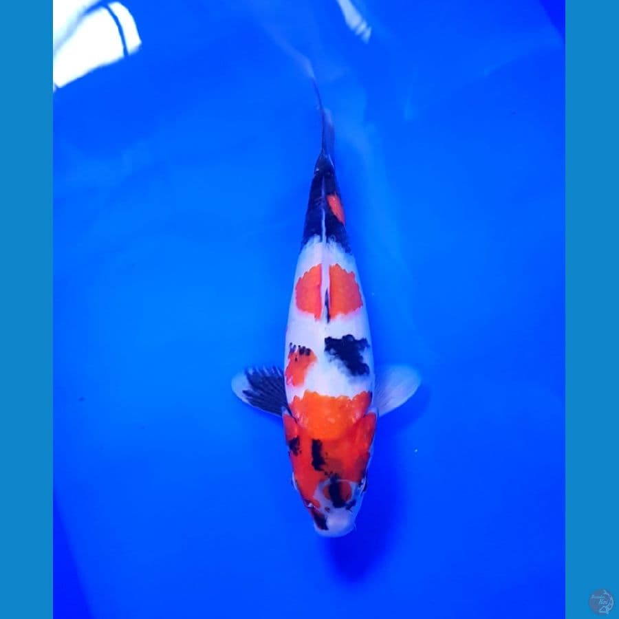 SHOWA SIMPLE BULKI F29 CM