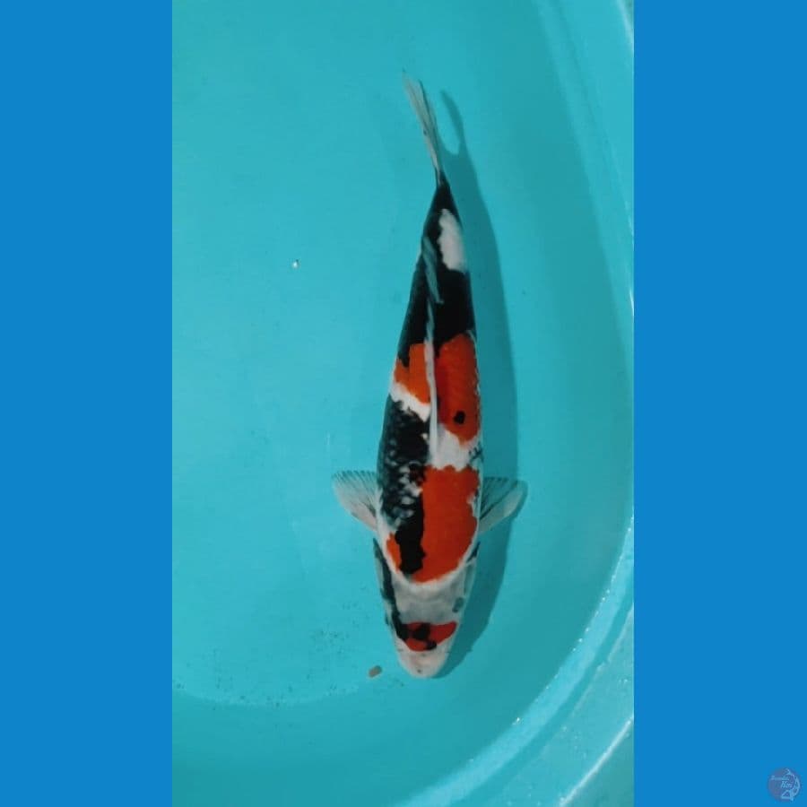 SHOWA MARUTEN 39CM ORIGINAL
