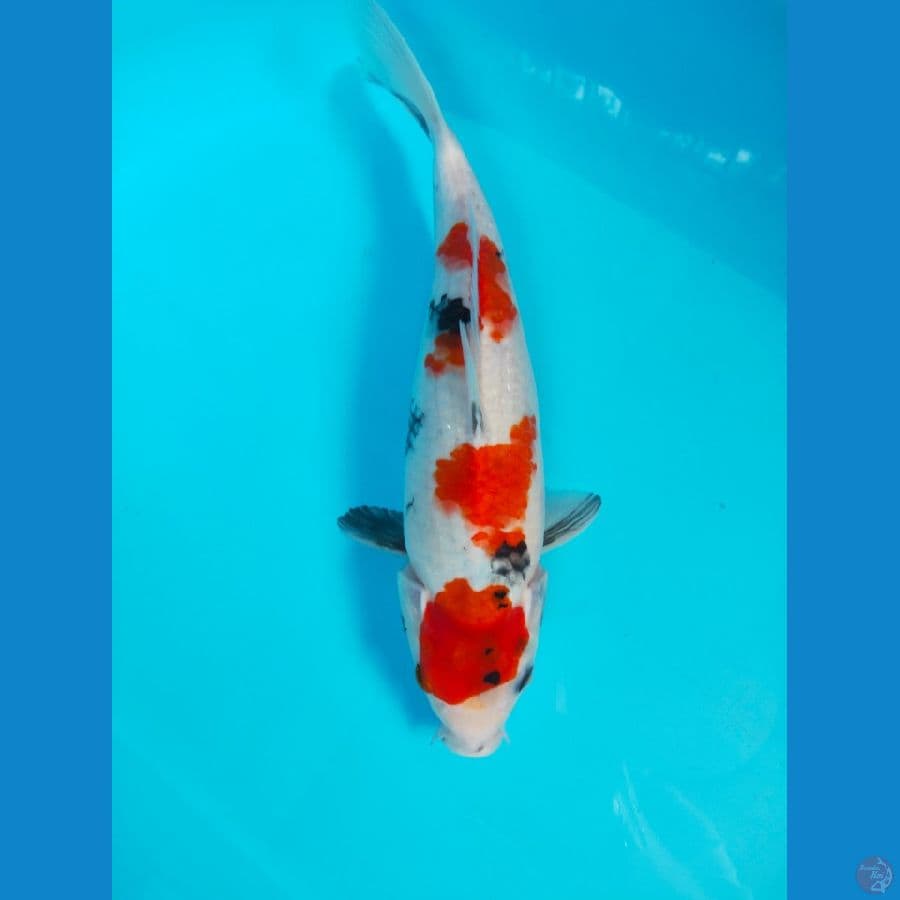 SHOWA ORI 34CM