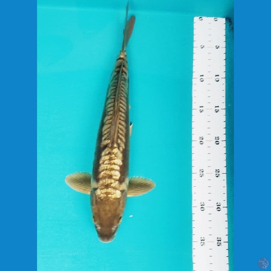 gold dragon 35cm male