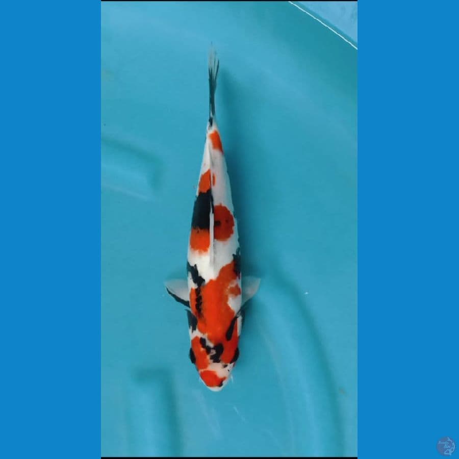 showa