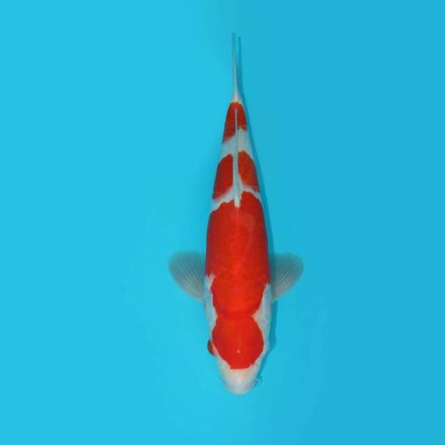 KOHAKU 34 CM