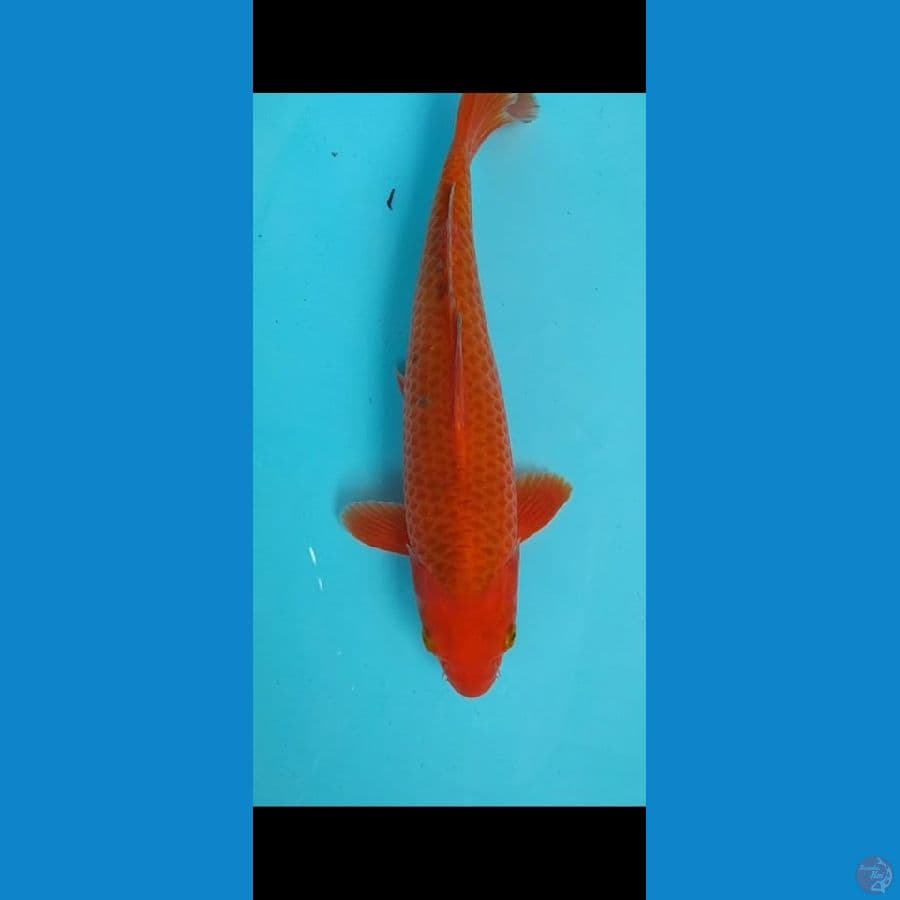 chagoi caramel