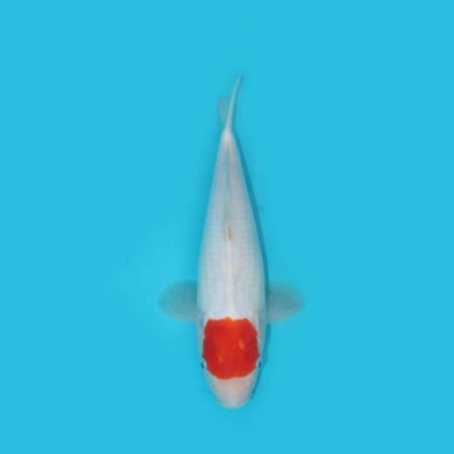 TANCHO 29 CM