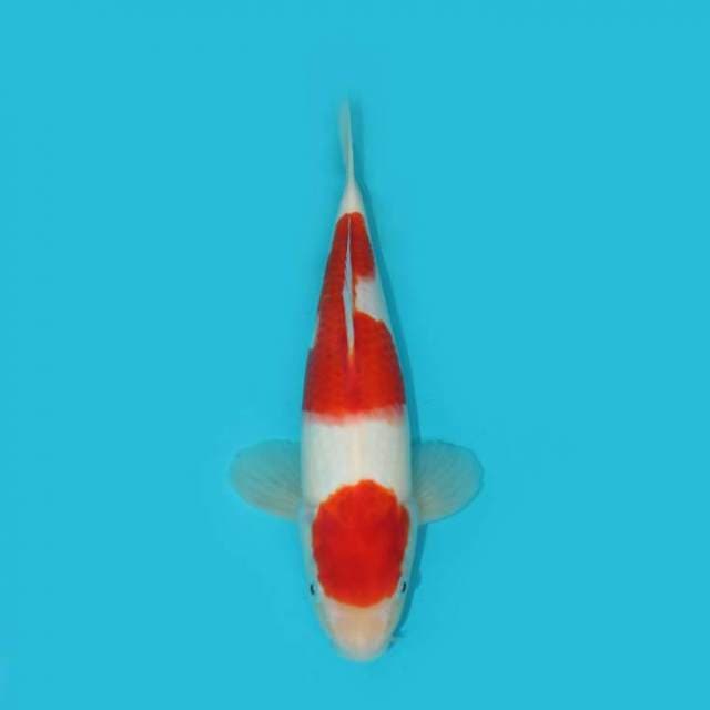 KOHAKU_29CM