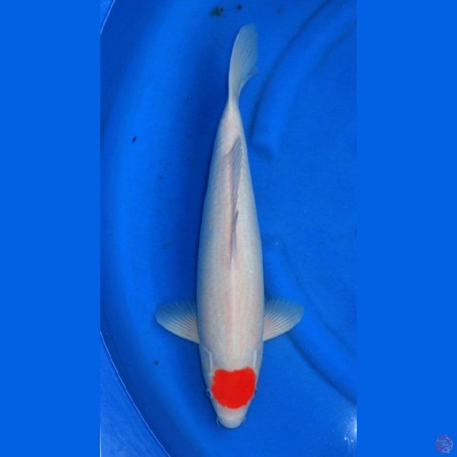 JUMBO HQ TANCHO KOHAKU 45CM MALE