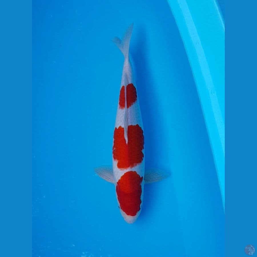 KOHAKU STEP 3 ORI 37 cm