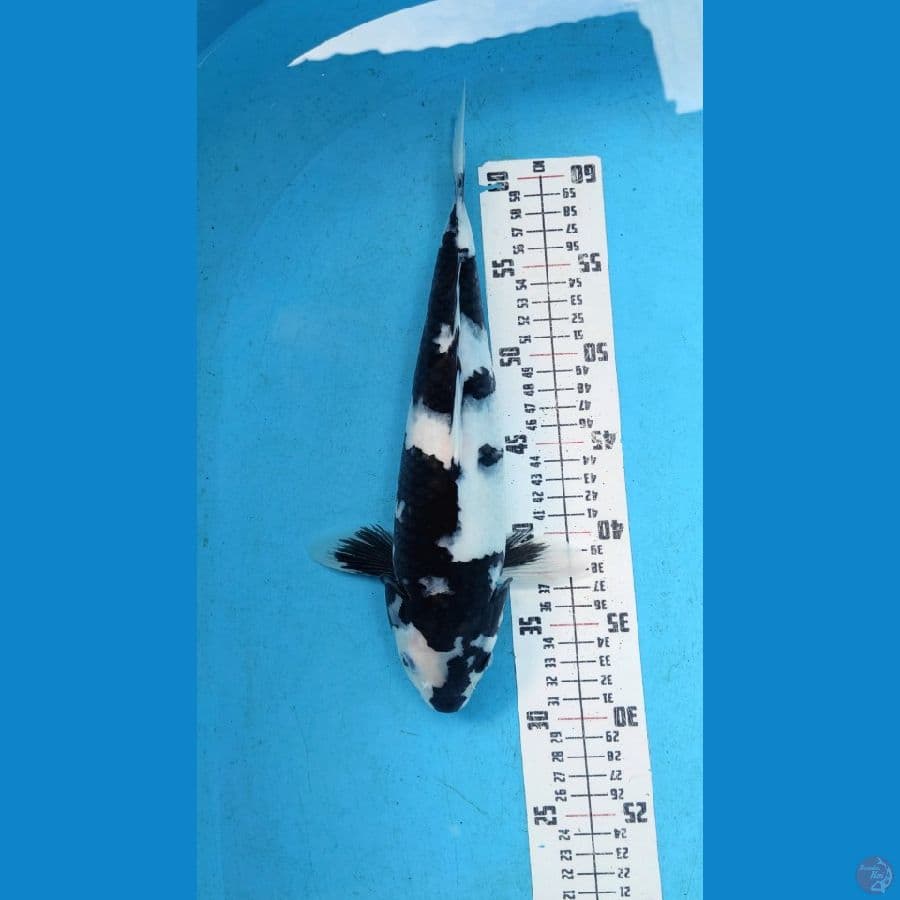 shiro putih salju hitam mangsi