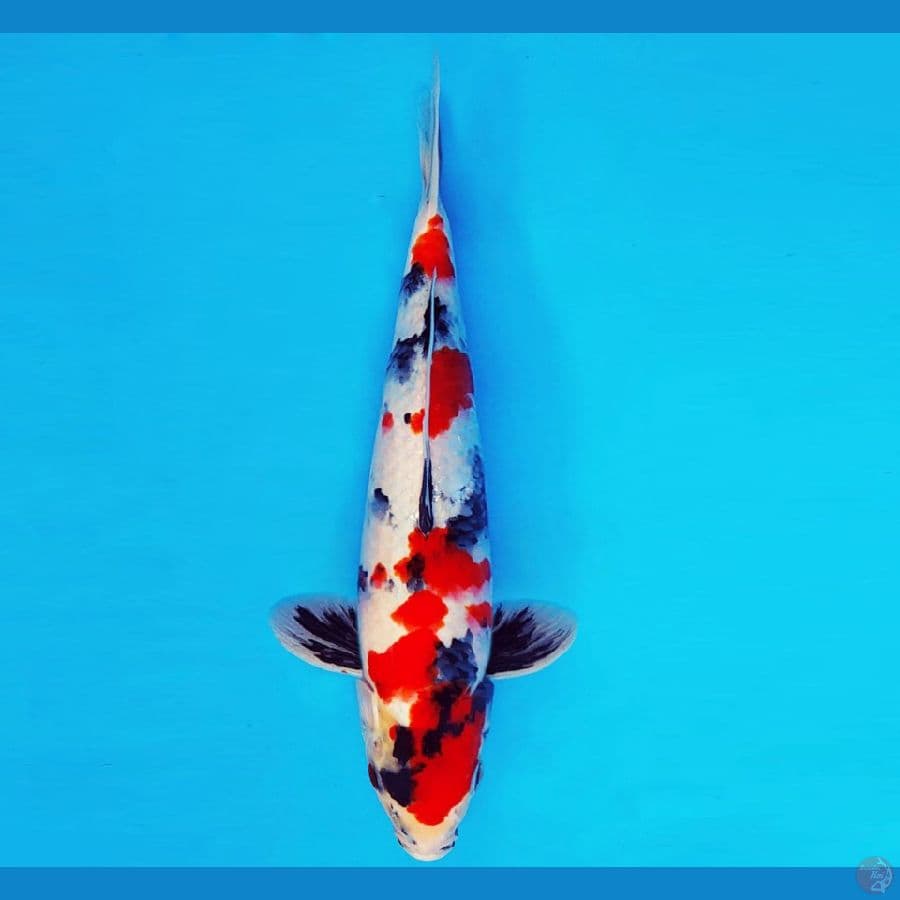 ASAHI LAVA 2 ~ KINDAI SHOWA 33 cm/fm ™