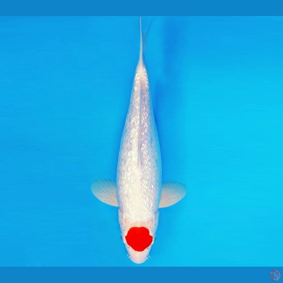 ASAHI LAVA 4 ~ TANCHO GIN RIN 33 cm/fm ™