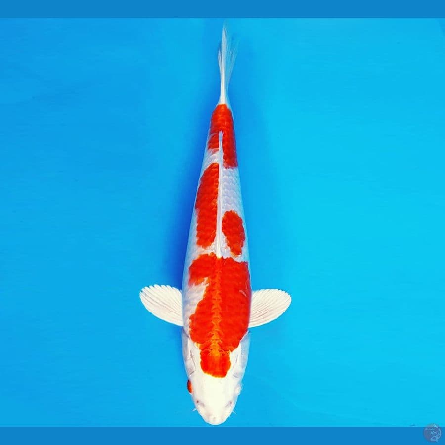 ASAHI LAVA 5 ~ HIKARIMNO 32 cm/fm ™