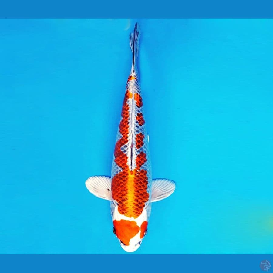 ASAHI LAVA 9 ~ KUJAKU 32 cm/fm ™