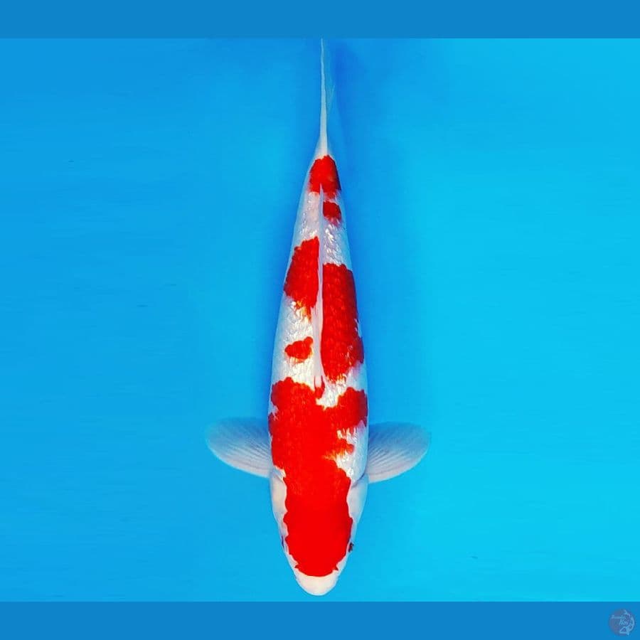 ASAHI LAVA 10 ~ KOHAKU GIN RIN 33 cm/male ™