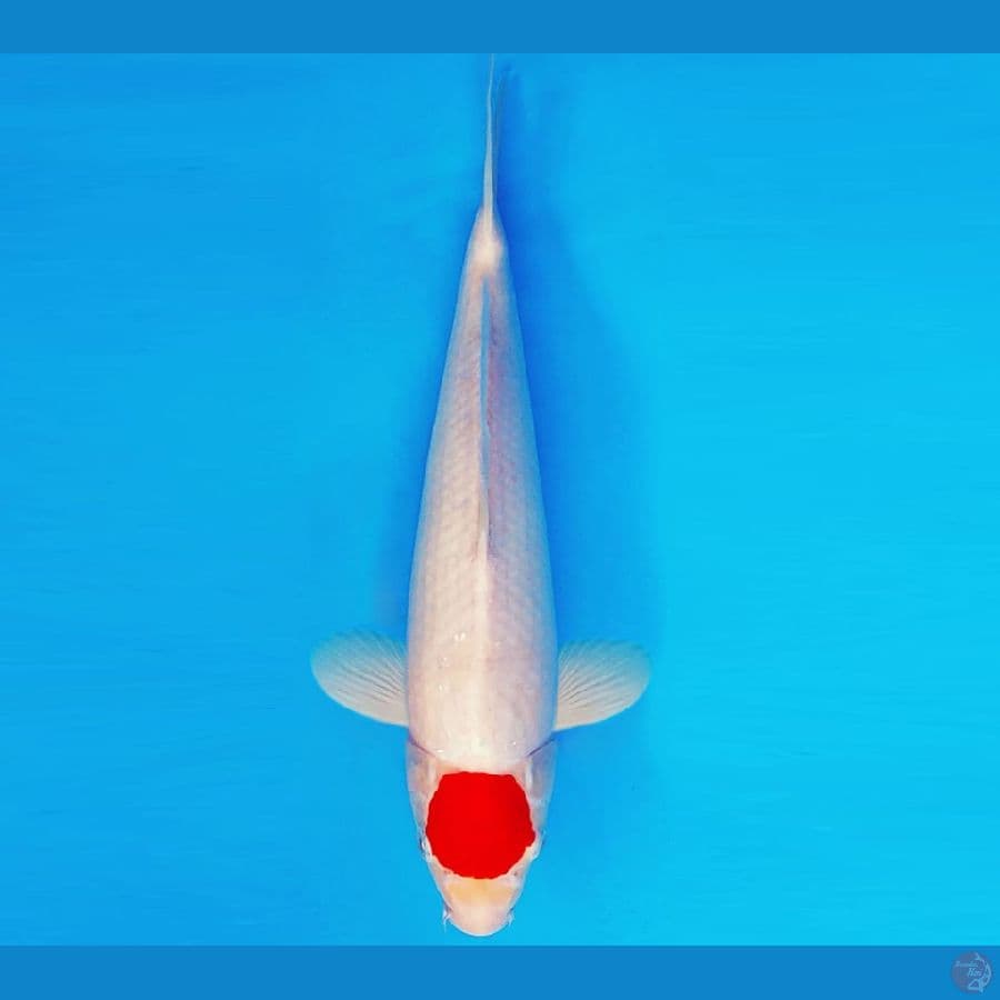 ASAHI LAVA 11 ~ TANCHO 33 cm/male ™