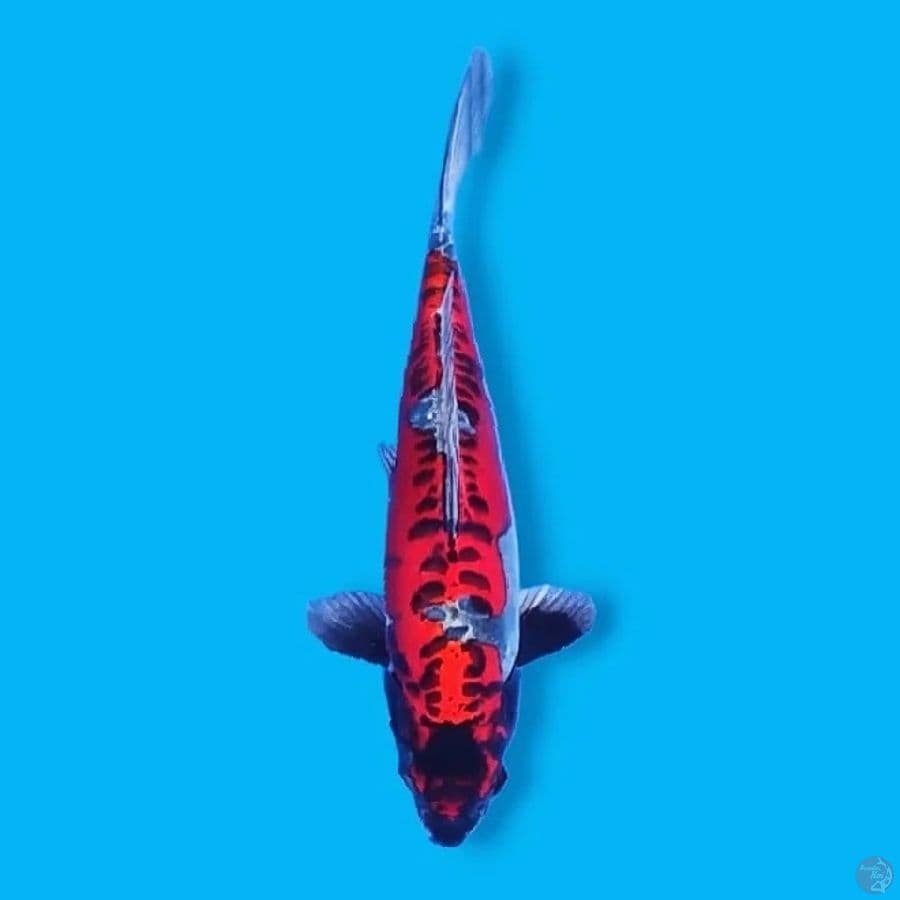 AntIX 3 - Red Strong Kiko 30 Male