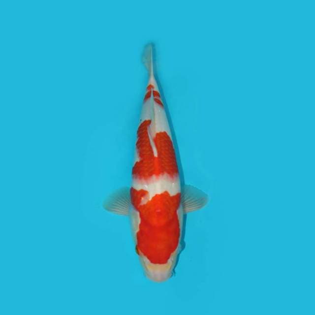 SANKE TATEGOI 38 CM