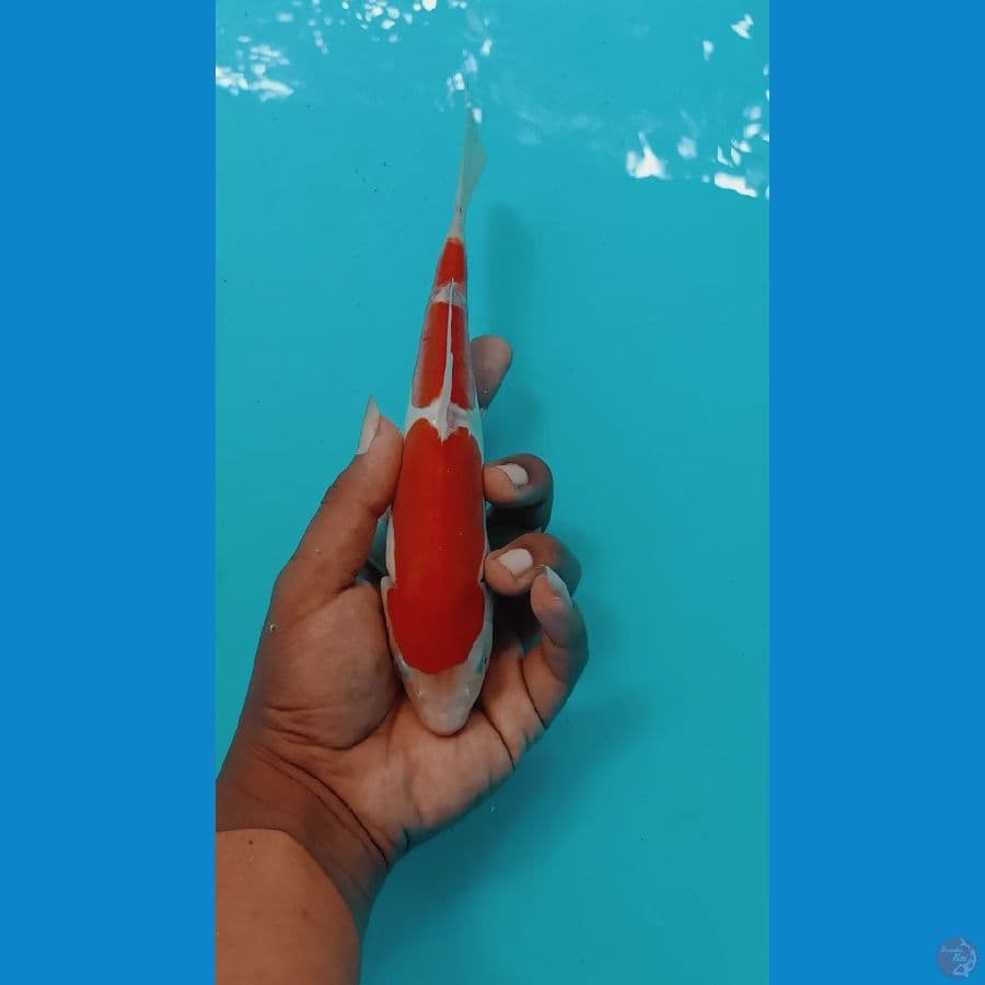 kohaku 24cm