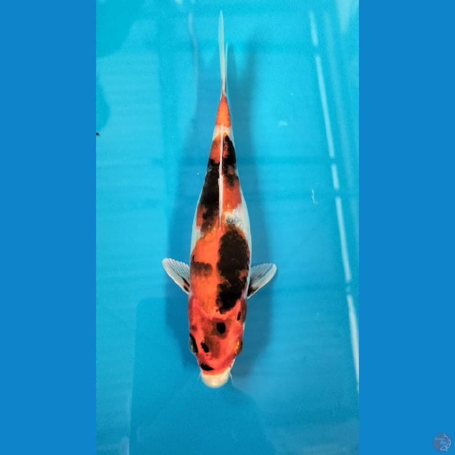 showa 17cm
