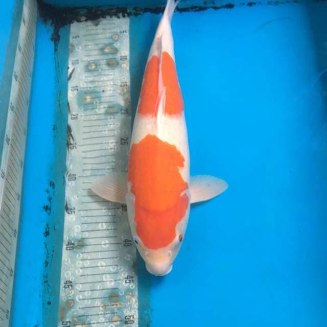 Kohaku female