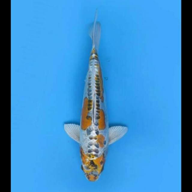 35cm - Beni Kinkikoryu Good Patern