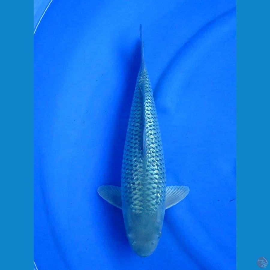 39cm, soragoi full ginrin