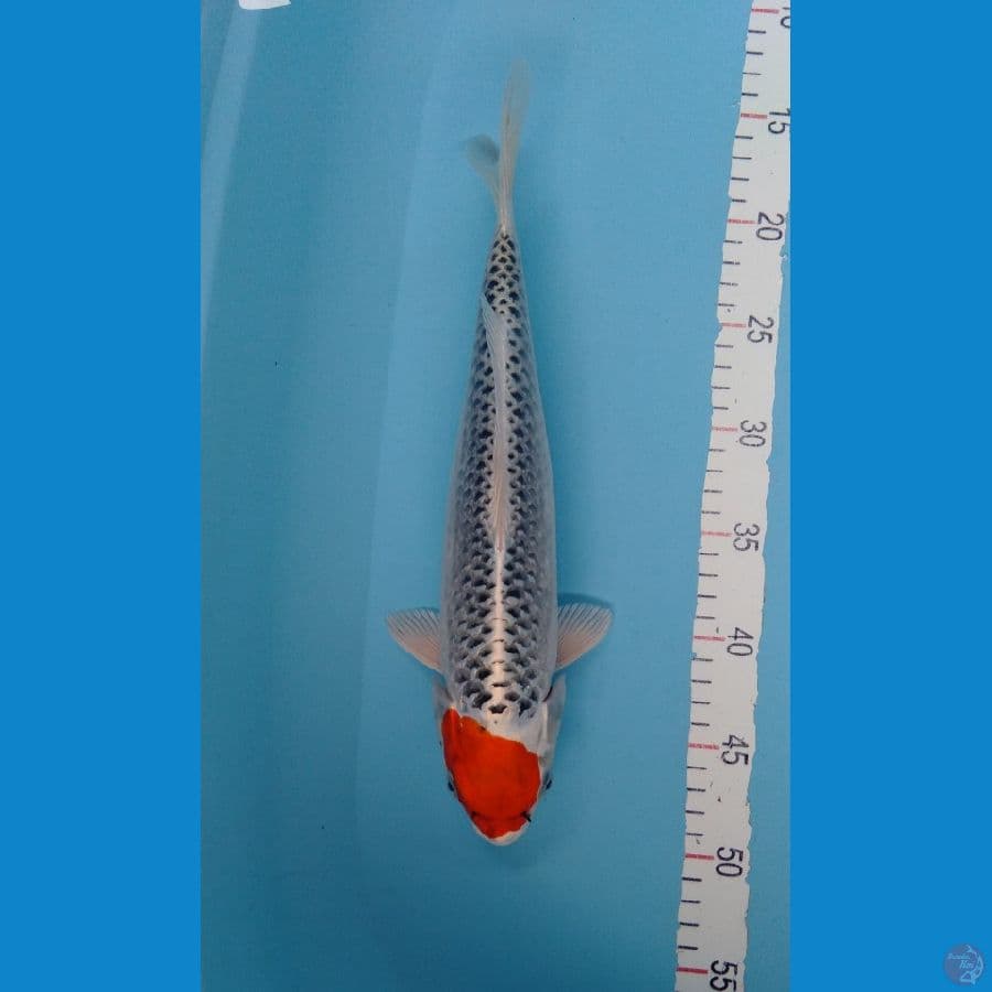 Tancho Ghosiki original F 36cm